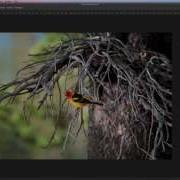 How To Add A Mirror Reflection Effect To An Image