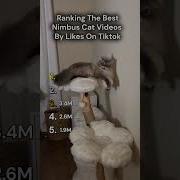 Ranking The Best Nimbus Cat Videos By Likes On Tiktok