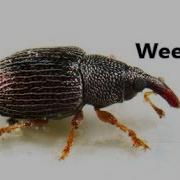 What Is A Weevil Land People Things Around Us