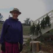 Wild Crafting Blessed Thistle In Colorado LL