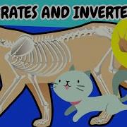 VERTEBRATE And INVERTEBRATE Animals Educational Videos For Children HappyLearningENG