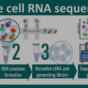 Single Cell RNA Sequencing Overview ScRNA Seq Vs Bulk Seq Chemistry Of ScRNA Seq Bio Techniques