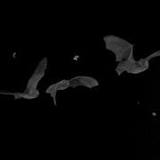 Bat Echolocation Sonar