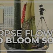 Corpse Flower Is Expected To Bloom Soon At WSU Vancouver