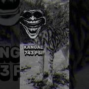 TURKISH KANGAL VS DOG BREEDS BITE FORCE COMPARISON Dogbreed Doglover Shortsvideo Shorts