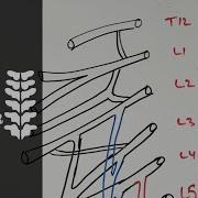How To Draw Lumbar Plexus Yt Shorts Med Tutorials