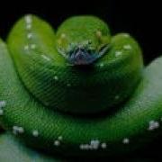 Python With Tkinter GUI How To Insert Data From MySQL TO Python Using Tkinter