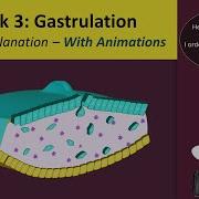 Gastrulation Human Embryology 3rd Week Animated MedicoVisual