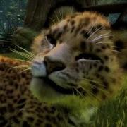 Kinectimals More Gameplay