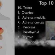 The Endocrine System