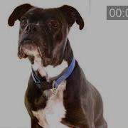 Dog Facial Gestures And Mannerisms Licking Chops Animation References