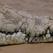 A Young Crocodile Has Red Billed Quelea In His Sights