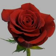 Time Lapse Of Rose Flower Blooming And Wilting