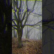 Haunted Forest Photography Shorts
