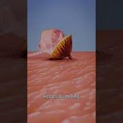 Why Bees Die After They Sting You