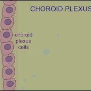CHOROID PLEXUS
