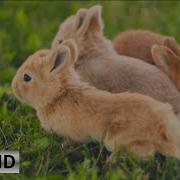 Cute Bunny Video With Relaxing Piano Music Soothing Music For Stress Relief 4K Videos