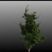 Growing Tree Expample Version 2