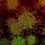 Stock Video Coronavirus Loop Covid 19 Novel Corona Virus SARS CoV 2 Green Red