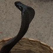 Black Cobra Dances To Snake Charmer S Flute