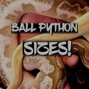 Balll Python Sizes From Hatchling To Adult