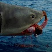 Terrifying Shark Attacks Across Jaws 1 4 Jaws Movie Collection Disaster TV