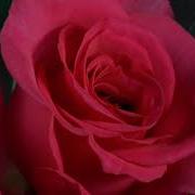 TF103 Time Lapse Flower FREE FOOTAGE