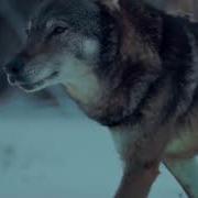 Wolf Running Media Wolves
