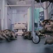 Primeval Hamster Dance