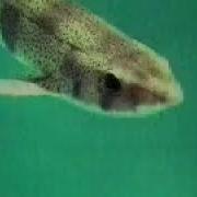 Sharks Dangerous Creatures