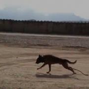MWD Bite Suit Video Afghanistan