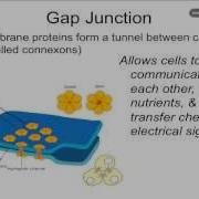 Cell Junctions