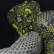 Diamond Python Skin Slough Shed