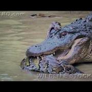 Python Fighting Alligator 0102 Time Lapse