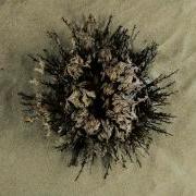 Rose Of Jericho Resurrection Plant Time Lapse