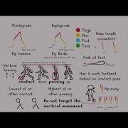 Walk Cycle Tutorial Bipeds Animation