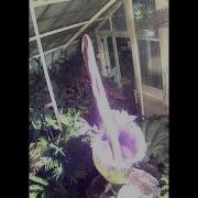 Morty The Corpse Flower Amorphophallus Titanum Time Lapse