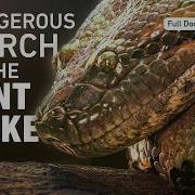 Giant Anaconda The Truth Behind The World S Most Feared Snake Full Documentary