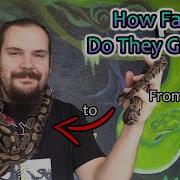 Just How Fast Do Ball Pythons Grow