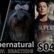 Yellow Fever Supernatural S04E06 Reaction Review First Time Watching