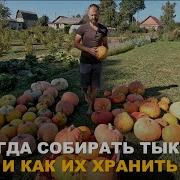 ТЫКВА МОЖЕТ НЕ ВЫЗРЕТЬ КАК БЫТЬ Как ускорить созревание тыквы когда убирать и как хранить