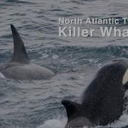 North Atlantic Type 2 Killer Whales