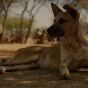 Man S First Friend The Epic Story Of Humans And Dogs