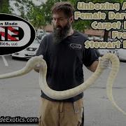 Unboxing An Adult Albino Darwin Albino Carpet Python From Stewart Reptiles AME V21