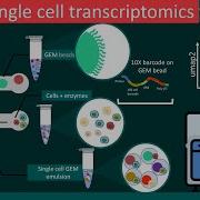 Single Cell Transcriptomics Explained ScRNA Seq Basics Molecular Biology