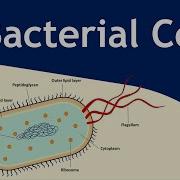 Structure And Function Of Bacterial Cell Microbiology Basic Science Series