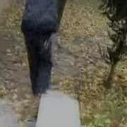 Inline Demo Skills
