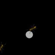 Ant Simulation Using Pygame