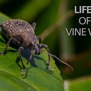 Life Cycle Of Black Vine Weevil