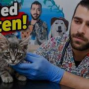 ÇOCUKLAR Sokakta DIŞLANAN Bir Yavru Kedi Getirdi AİLE ARANIYOR